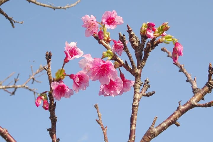 Okinawa Highlight Tour by Private Car — photo 13