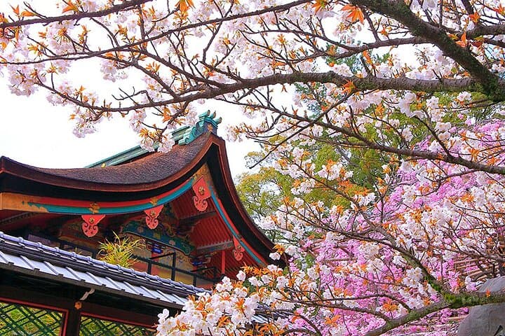 Fushimi Cherry Blossom and Sake Brewery Tour — photo 8