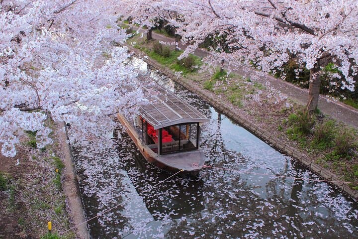 Fushimi Cherry Blossom and Sake Brewery Tour — photo 1
