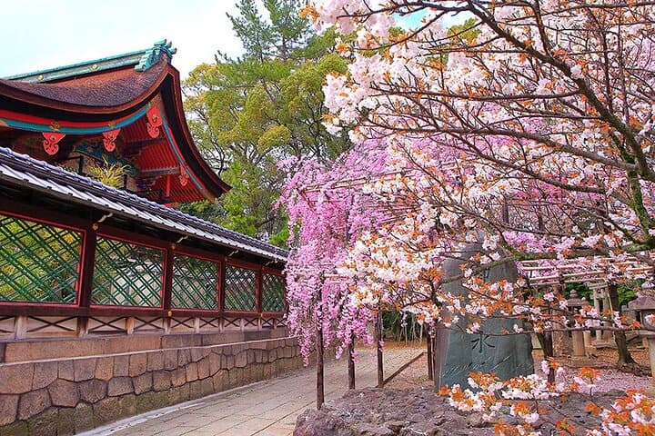 Fushimi Cherry Blossom and Sake Brewery Tour — photo 9