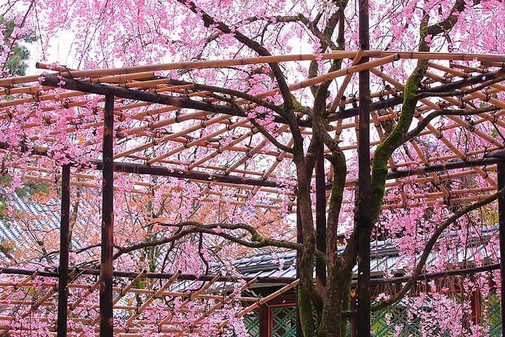 Fushimi Cherry Blossom and Sake Brewery Tour — photo 10