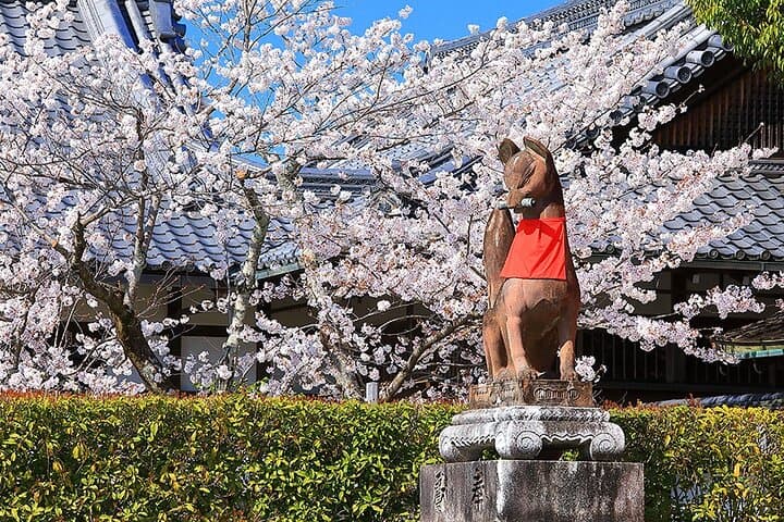 Fushimi Cherry Blossom and Sake Brewery Tour — photo 5