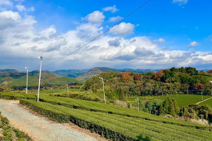 YokaBus A Day in Tea Fields Yame and Yanagawa River Boat — photo 8