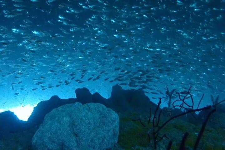 Diving in Kansai, Japan for License Holders — photo 2