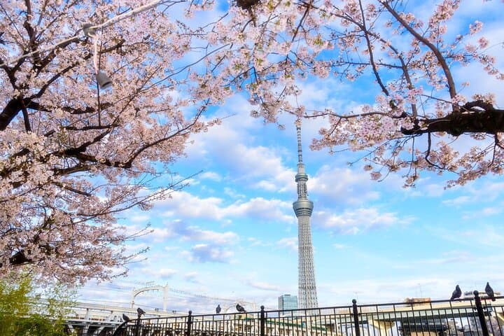 1 day TokyoPrivateBusTours + LicenseGuide + MatchaMakingTokyo