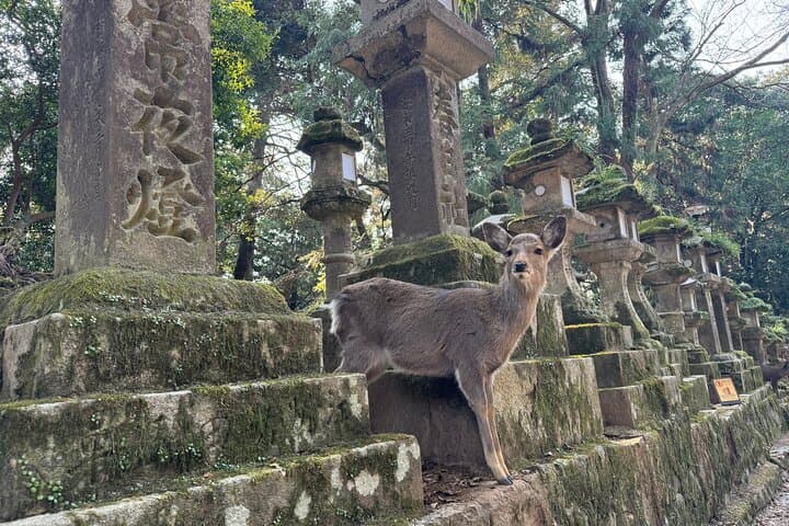 Private Nara Tour and Sake Tasting (Departing from Kyoto/Nara) — photo 11