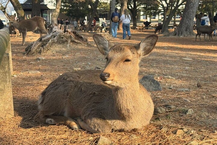 Private Nara Tour and Sake Tasting (Departing from Kyoto/Nara) — photo 18