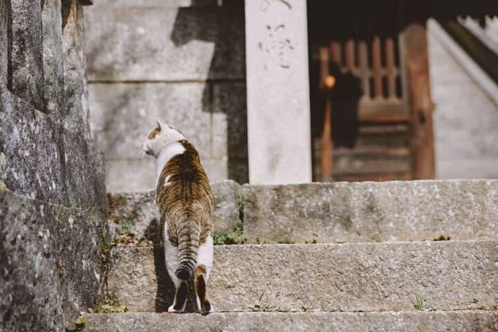 Onomichi and Ikuchijima Island Tour Temples Ropeway and Ferry — photo 9