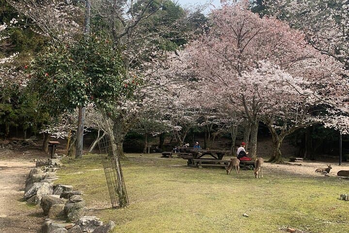 Miyajima Island Day Tour in Sacred Sites and Mount Misen — photo 11