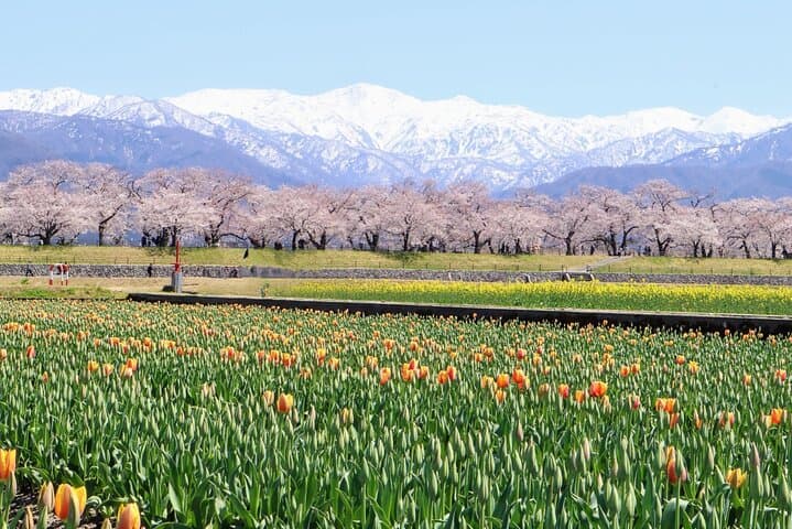 Experience Spring Quartet of Flowers from Kanazawa Spring Season — photo 3