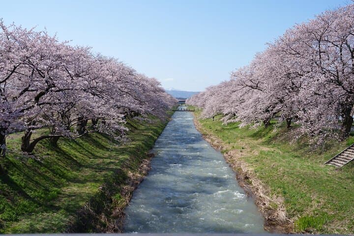 Experience Spring Quartet of Flowers from Kanazawa Spring Season — photo 6