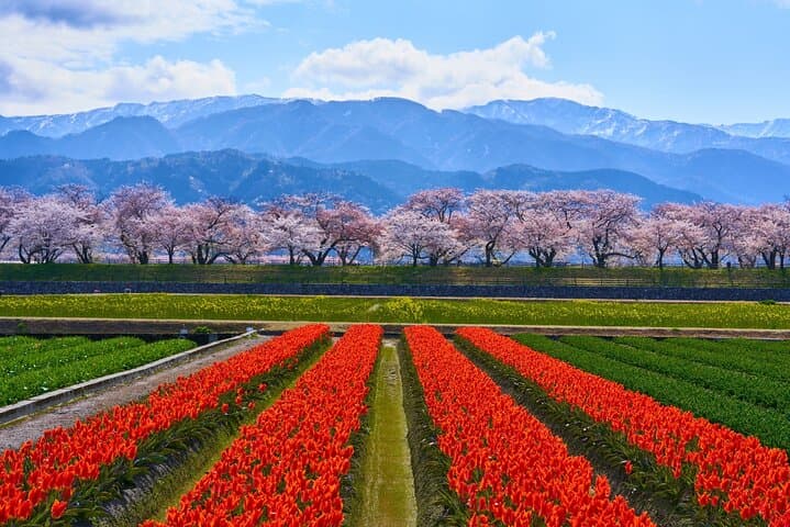 Experience Spring Quartet of Flowers from Kanazawa Spring Season