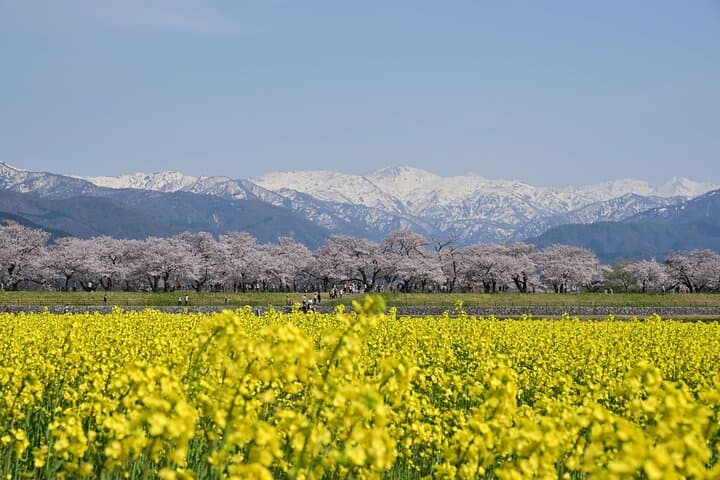 Experience Spring Quartet of Flowers from Kanazawa Spring Season — photo 4