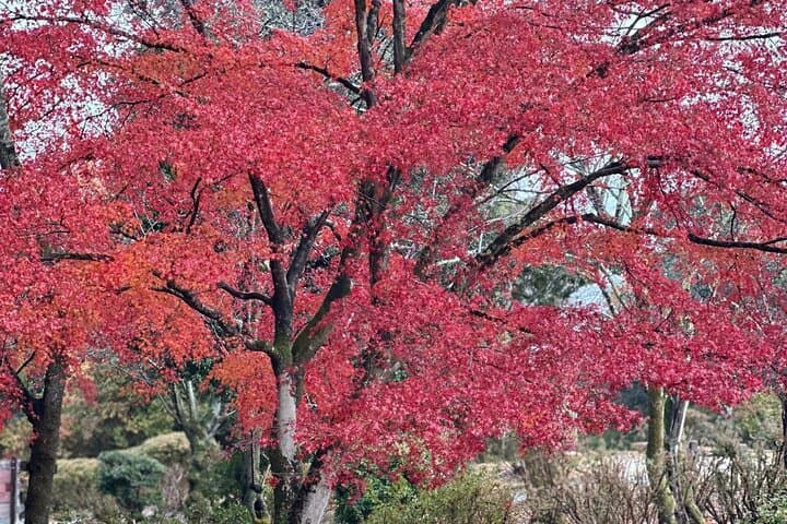 Kyoto Private Sightseeing Tours with English Speaking Driver — photo 3