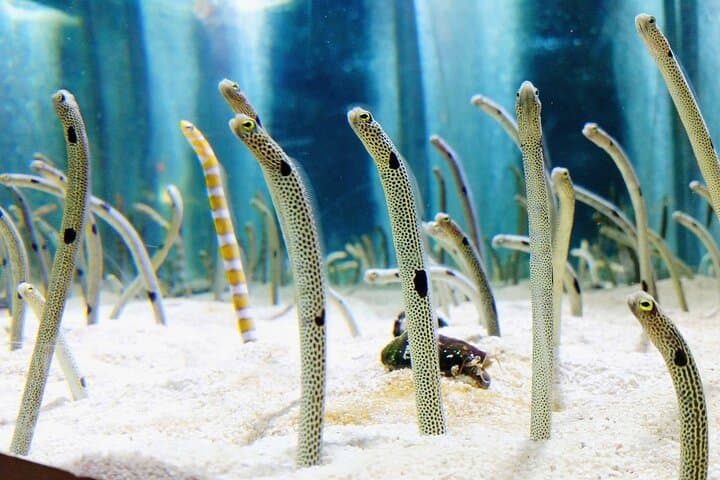 Sumida Aquarium Ticket Tokyo — photo 6