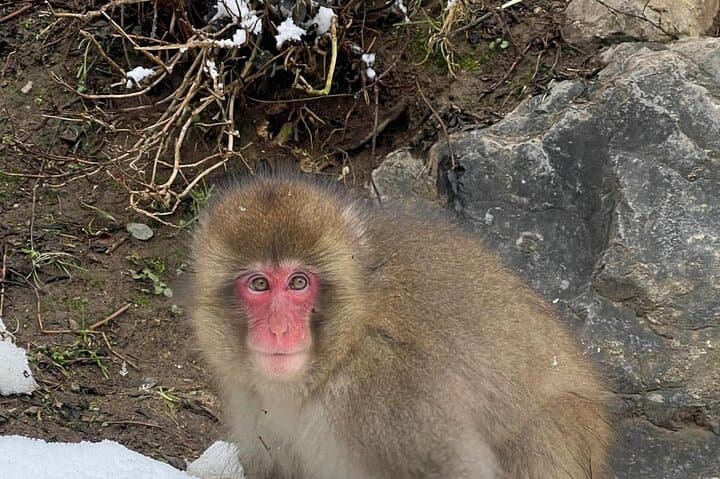 Private Tour to Snow Monkey, Zenkoji Temple & Hot Springs Nagano — photo 6