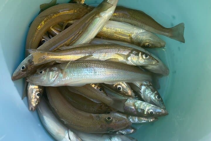 Fishing with Mt. Fuji Views and Japanese Home Cooking Experience — photo 7