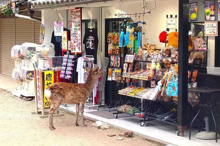 Nara: UNESCO World Heritage Sites Slow Cycling Tour — photo 4