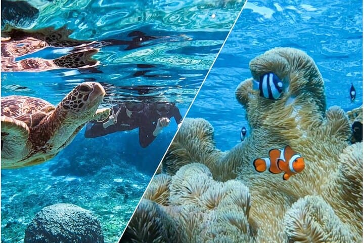 Okinawa Miyako Sea turtle Snorkeling Free Pick up and Drop off — photo 2