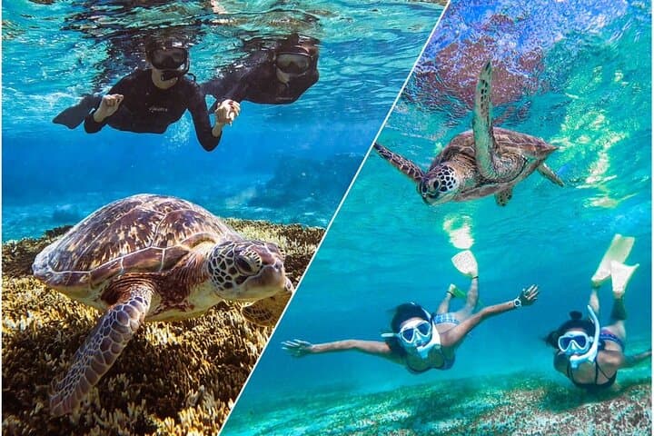 Okinawa Miyako Sea turtle Snorkeling Free Pick up and Drop off — photo 6