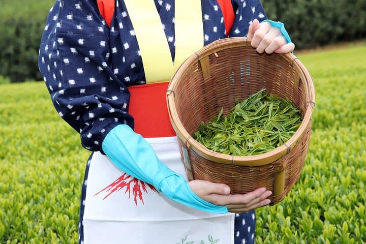 1-Day Tour from Nagoya: Wagashi Workshop & Matcha Tea Field Tour — photo 2