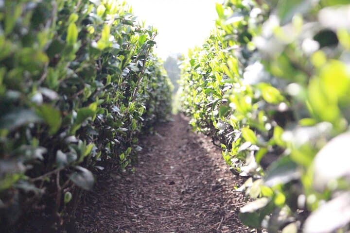 1-Day Tour from Nagoya: Wagashi Workshop & Matcha Tea Field Tour — photo 7
