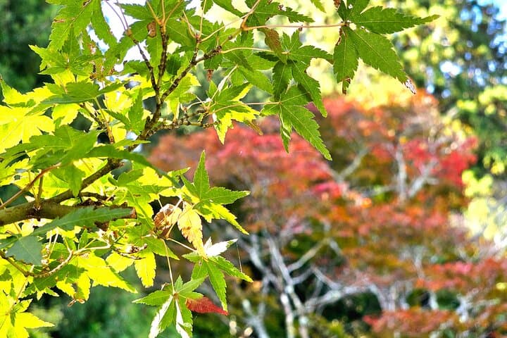 Kasukabe Tea Class Experience at the Local Temple in Kameoka — photo 5