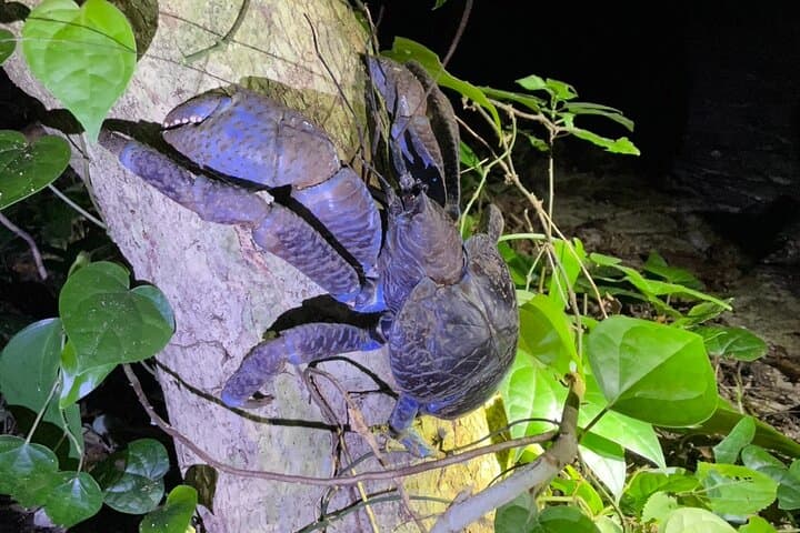 Okinawa Miyako Jungle&Starry Sky tour Free Pick up and Drop off — photo 4