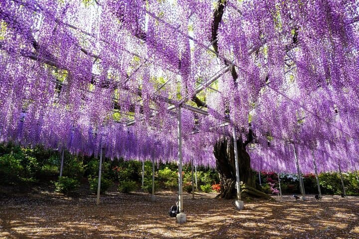 Spring Hitachi Seaside & Ashikaga Flower Park Tour from Tokyo — photo 20
