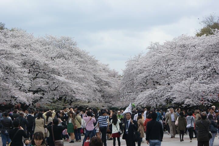 Conquer Tokyo's Best Cherry Blossom Viewing Spots in One Day — photo 2