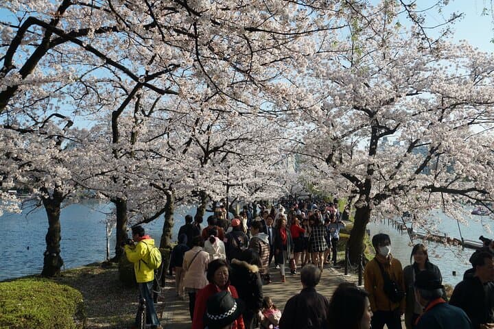 Conquer Tokyo's Best Cherry Blossom Viewing Spots in One Day — photo 4