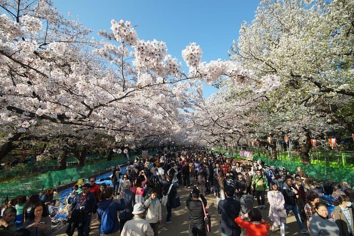 Conquer Tokyo's Best Cherry Blossom Viewing Spots in One Day — photo 3
