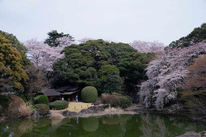 Conquer Tokyo's Best Cherry Blossom Viewing Spots in One Day — photo 5