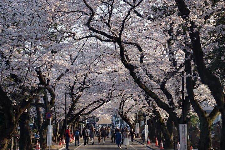 Conquer Tokyo's Best Cherry Blossom Viewing Spots in One Day — photo 8