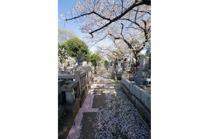 Conquer Tokyo's Best Cherry Blossom Viewing Spots in One Day — photo 9