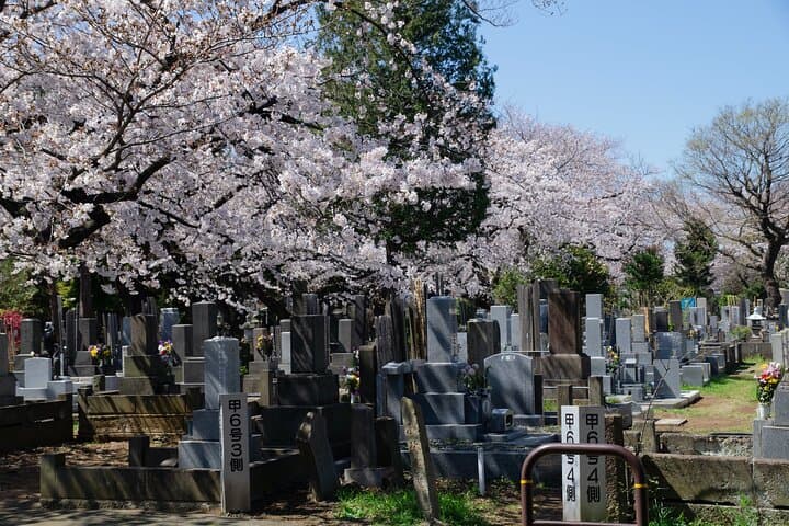 Conquer Tokyo's Best Cherry Blossom Viewing Spots in One Day — photo 10