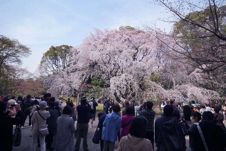 Conquer Tokyo's Best Cherry Blossom Viewing Spots in One Day — photo 11