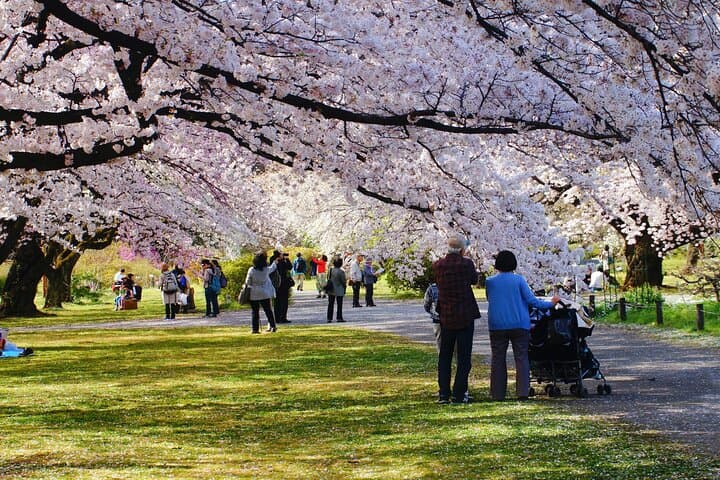 Conquer Tokyo's Best Cherry Blossom Viewing Spots in One Day — photo 12