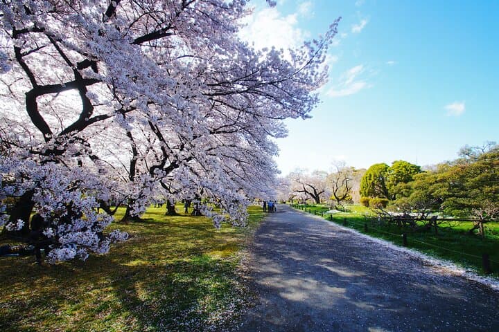 Conquer Tokyo's Best Cherry Blossom Viewing Spots in One Day — photo 13
