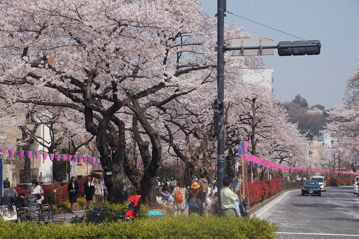 Conquer Tokyo's Best Cherry Blossom Viewing Spots in One Day — photo 14