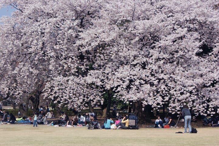 Conquer Tokyo's Best Cherry Blossom Viewing Spots in One Day — photo 16