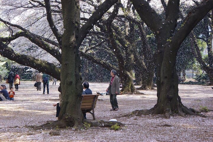 Conquer Tokyo's Best Cherry Blossom Viewing Spots in One Day — photo 17