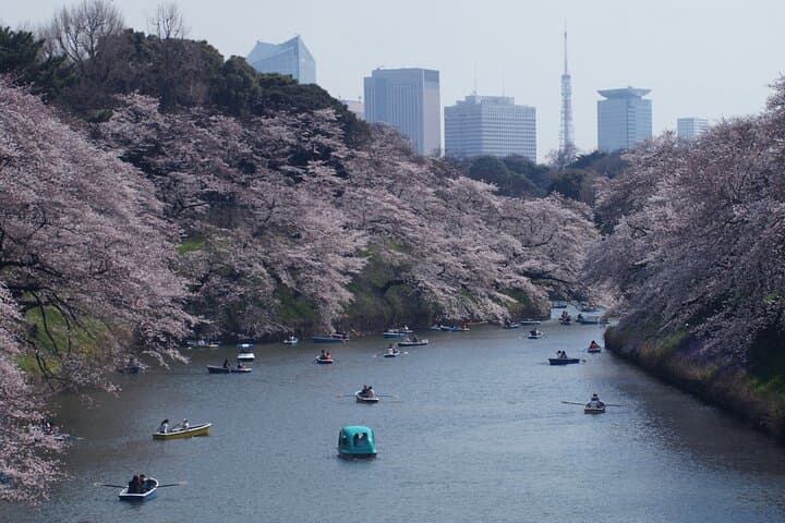 Conquer Tokyo's Best Cherry Blossom Viewing Spots in One Day — photo 1