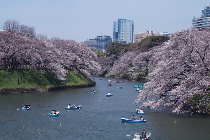Conquer Tokyo's Best Cherry Blossom Viewing Spots in One Day — photo 18