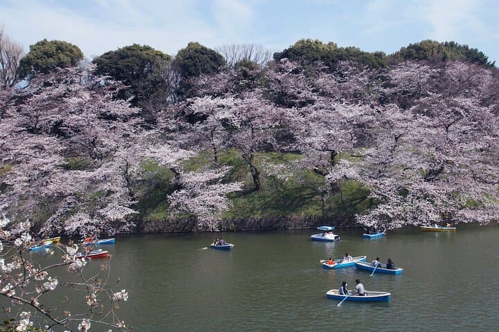 Conquer Tokyo's Best Cherry Blossom Viewing Spots in One Day — photo 19