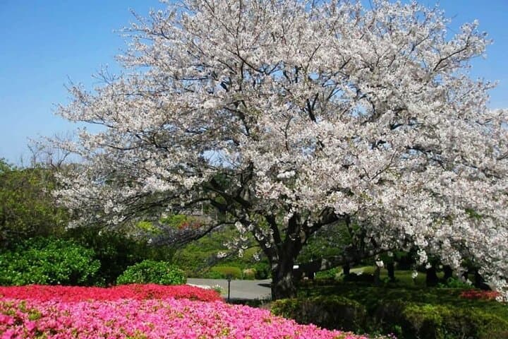2026 Sakura Season — photo 2