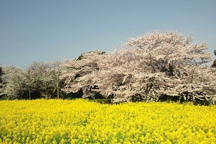 2026 Sakura Season — photo 3