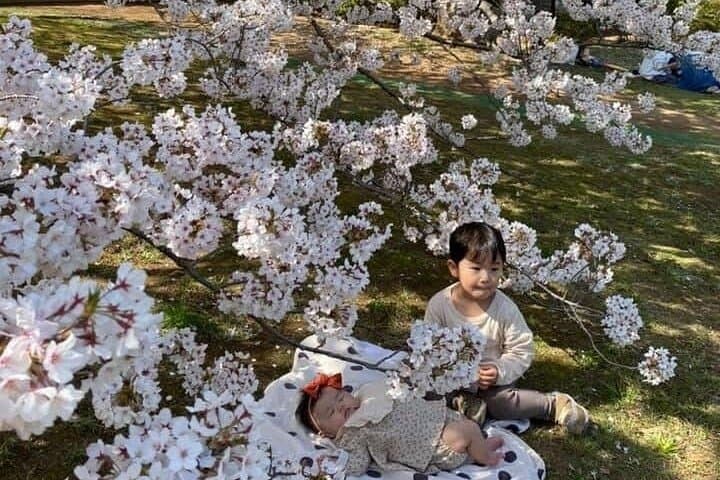 2026 Sakura Season — photo 4
