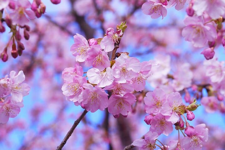 Tokyo Cherry Blossom Half Day Walking Tour with a Local Guide — photo 3