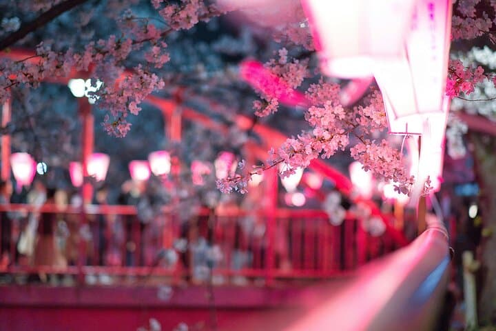 Tokyo Cherry Blossom Half Day Walking Tour with a Local Guide — photo 2